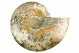 Cut & Polished Ammonite Fossil (Half) - Deep Crystal Pockets #323419-1